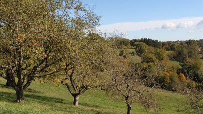 Streuobstwiese im Südburgenland