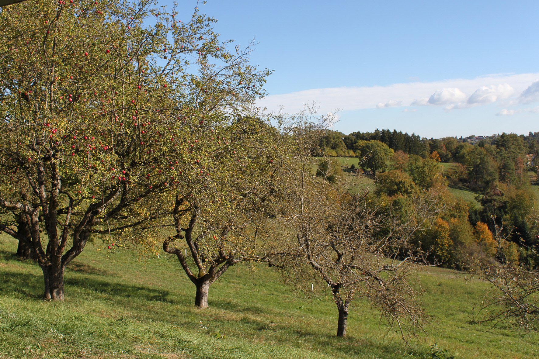 Streuobstwiese mit alten Obstbäumen im Südburgenland, Region des LEADER-Projekts Apfelreich – Grenzenlos